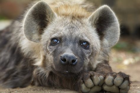 brown and black hyena #hyena #cub #close #5K #wallpaper #hdwallpaper #desktop African Civet, Carnivorous Animals, Animals Information, African Wild Dog, Wild Dogs, Hyena, Animal Ears, Cute Animal Pictures, Metal Poster Displate