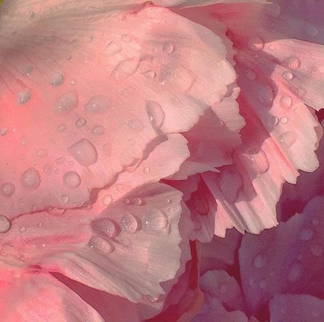 <3 #soft #pastel #dew #flower #petal #raindrops #pale #pink #colors #F4F #FF #L4L #instafollow Pixie Hollow, Living In London, Pastel Pink Aesthetic, Aesthetic Colors, Aesthetic Grunge, Aesthetic Vintage, Pastel Aesthetic, Aesthetic Backgrounds, Aphrodite