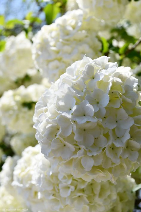 Snowball Viburnum | ©homeiswheretheboatis.net #lake #LKN #spring #flowers White Hydrangea Aesthetic, Viburnum Bouquet, Flower Sketchbook, Snowball Viburnum, Hydrangea White, Tattoo Plant, Azalea Flower, Flannel Flower, Mom Tattoo