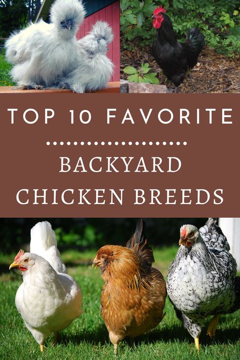 Chickens Garden, Backyard Hens, Oklahoma Living, Attainable Sustainable, Chickens Backyard Breeds, Urban Chicken Farming, Chicken Care, Chicken Manure, Types Of Chickens