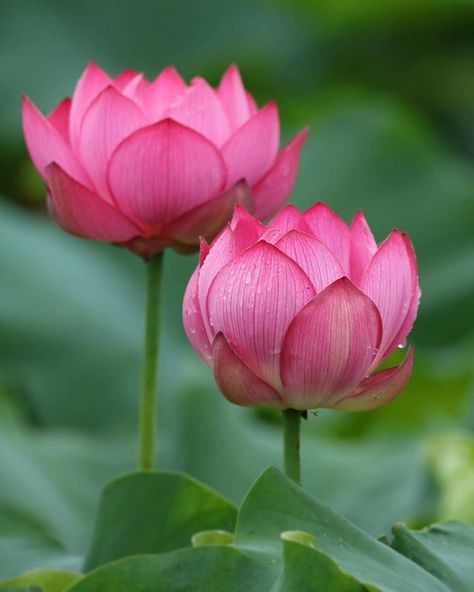 Lotus Flower Pictures, Most Beautiful Flowers, Instagram Highlights, Good Morning Flowers, Tropical Garden, 1 Or 2, Spring Garden, Flower Pictures, Lotus Flower