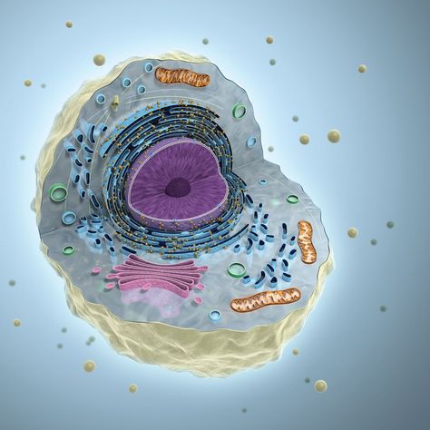 Cell Illustration Biology, Cell Background, Science Artwork, Prokaryotic Cell, Cell Theory, Biology Projects, Cells Project, Animal Cell, Biology Art