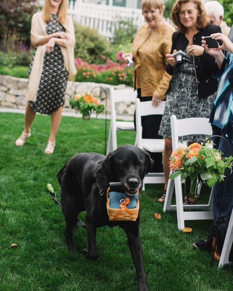 Ring Bearer Dog, Dog Ring, Wedding Pets, Washington Weddings, Martha Stewart Weddings, Dog Wedding, Nautical Wedding, Beloved Dog, Wedding Dance