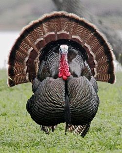 turkey front view Turkey Pictures, Wild Turkey, Thanksgiving