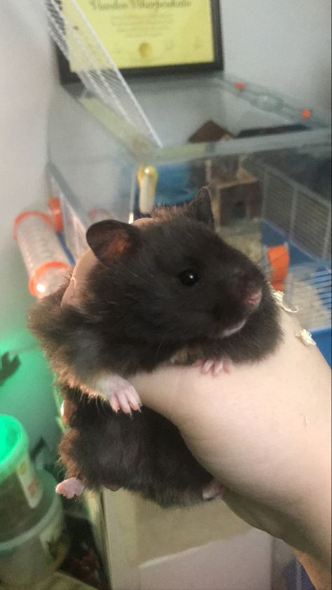 Black Bear Hamster, Syrian Hamster Cute, Cute Syrian Hamsters, Brown Syrian Hamster, Fancy Bear Hamster, Long Haired Syrian Hamster, Black Hamster, Long Haired Hamster, Brown Hamster