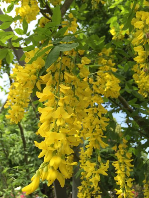 Yellow wisteria... Vishu Photography, Yellow Wisteria, Amazing Art Painting, Nature Aesthetic, Wisteria, Amazing Art, Beautiful Flowers, Blossom, Art Painting