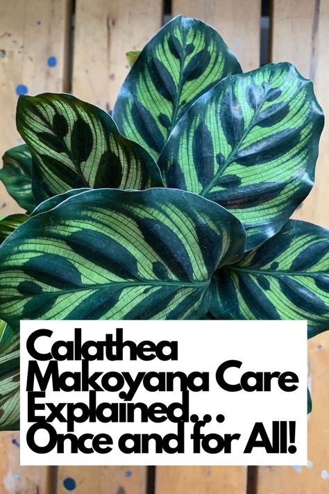 Discover the ultimate guide to caring for Calathea Makoyana, also known as the Peacock Plant, with our comprehensive explanation that leaves no question unanswered. From its stunning foliage with intricate patterns to its specific care requirements, we've got you covered. IG Photo by: teds_terrain Calathea Makoyana, Plant In Water, Peacock Plant, Household Plants, Cathedral Windows, The Peacock, Organic Fertilizer, New Growth, Water Plants