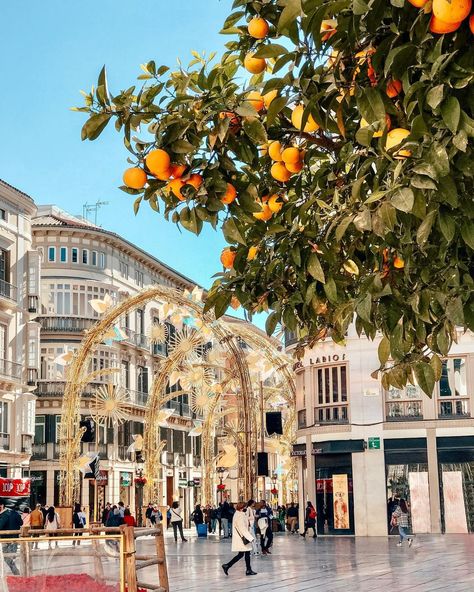 Malaga Christmas, Malaga Spain, Christmas 2024, Christmas Market, Aesthetic Room Decor, Aesthetic Room, Marbella, Malaga, Street Photography