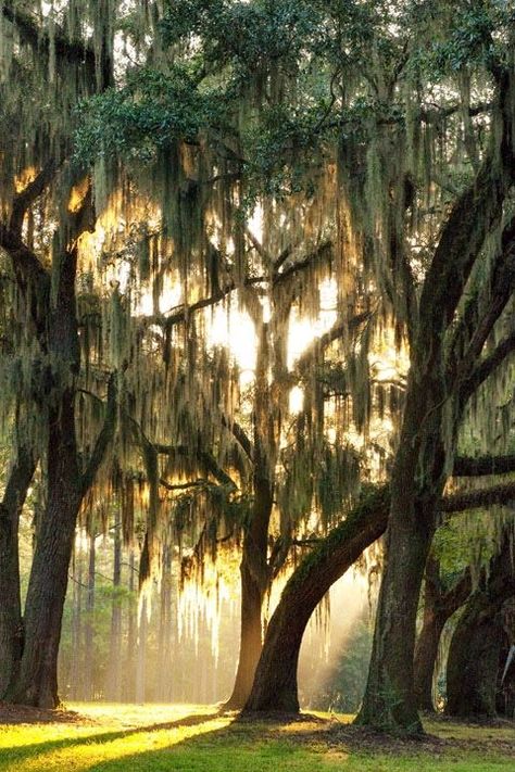 Spanish Moss ~ Hanging from oak trees. So Southern. Reminds me of Charleston, South Carolina.: Moss Hanging, Georgia Garden, Tillandsia Usneoides, Valdosta Georgia, Cattle Farm, Southern Life, Drawing Hair, Weeping Willow, Charm School