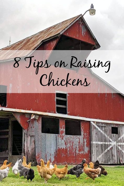 These 8 tips cover all the basics for first time chicken owners! Chicken Owners First Time, First Time Chicken Owner, Raising Quail, Chicken Care, Raising Ducks, Chicken Owner, Urban Chickens, Water Trough, Chicken Ideas