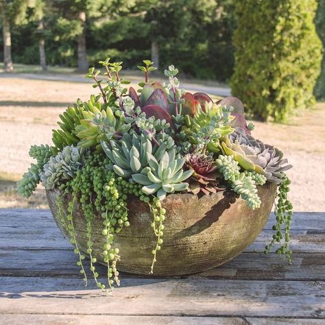 #succulents #plants #garden #gardendesign #gardeningtips #planters #onlineshopping #buynow #shop #shopping #plantsale Large Outdoor Planters, Succulent Garden Design, Succulent Landscaping, Succulent Planters, Succulent Garden Diy, Growing Succulents, Succulent Gardening, Porch Garden, Succulents In Containers