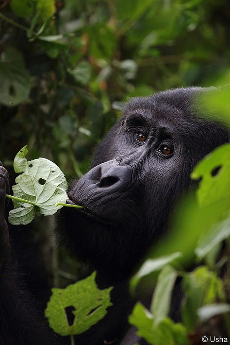 Endangered Mountain Gorilla  Taken at Bwindi Impenetrable National Park,Uganda Gorilla Aesthetic, Teddy Aesthetic, Aesthetic Monkey, Gorilla Wallpaper, English Presentation, Mountain Gorillas, Wildlife Rescue, Monkey Wallpaper, Animal Safari