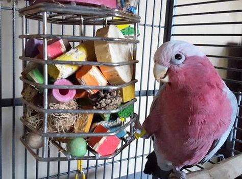 It's never the same toy twice!  Turn your treat cage into an enrichment powerhouse. #ParrotEnrichment  #ParrotUp #EasyParrotToys Diy Cockatoo Toys, Bird Enrichment, Cockatoo Toys, Conure Cage, Chinchilla Care, Galah Cockatoo, Coco Baby, Bird Ideas, Cockatiel Bird