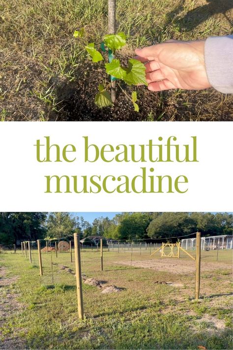 Muscadine Trellis Ideas, Muscadine Trellis, Muscadine Vine, Muscadine Grapes, Training Vines, Fruit Tree Garden, Building A Trellis, Grape Vineyard, Fenced Vegetable Garden