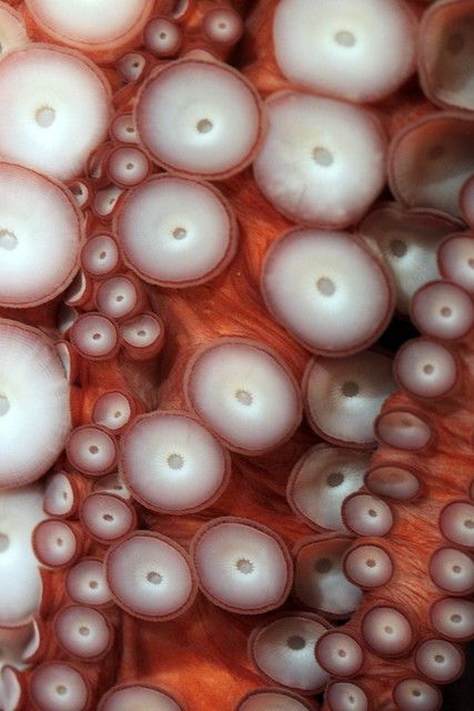 Motifs Organiques, Giant Octopus, Foto Macro, Octopus Tentacles, Octopus Art, Texture Inspiration, Kunst Inspiration, A Level Art, Organic Form