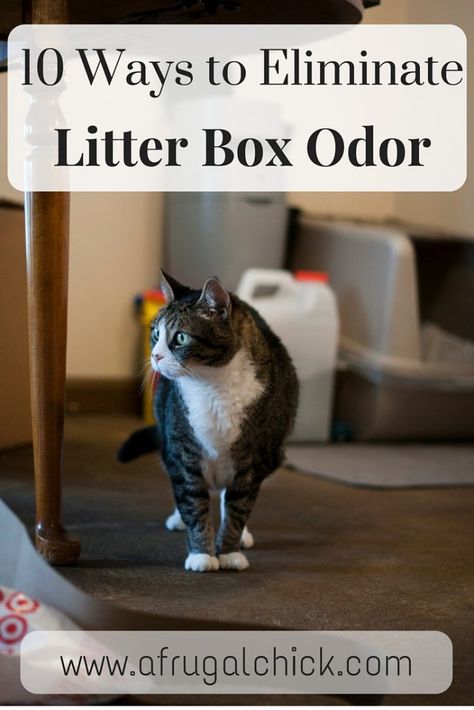 Follow these 10 simple steps to keep your small space smelling like you don't have a litter box! Litter Box Smell Solutions don't have to be expensive! Cat Litter Smell, Cats Dancing, Litter Box Smell, Raising Kittens, Gatos Cool, Cut Cat, Cat Pee, Cat Hacks, Kitten Care