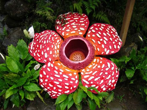 The Rafflesia grows within its host plant by sending out tiny threadlike filaments that twine into the very cells of the host. From the... Endangered Flowers, Rafflesia Flower, Corpse Flower, Sabah Malaysia, Rainforest Plants, Nature Elements, Pokemon Regions, Weird Plants, Flower Pot Design