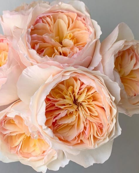 Juliette Rose, Juliet Garden Rose, David Austin Roses, Garden Roses, Pretty Plants, May Flowers, Rose Flowers, Types Of Flowers, Flowers Nature