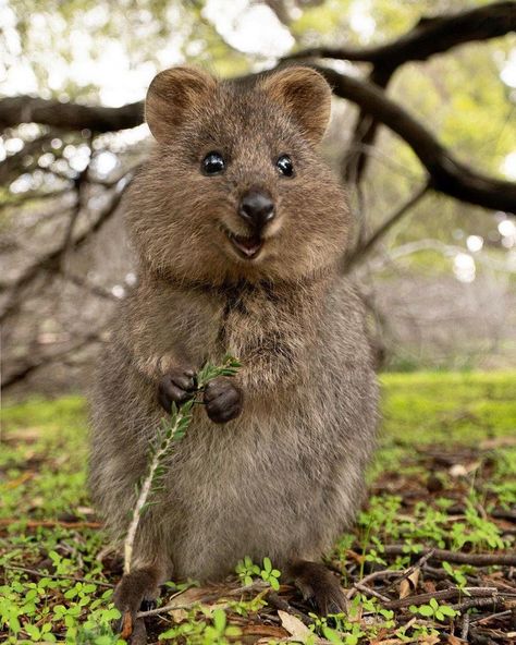 Jessica Khoury on Twitter: "Shoutout to the quokka, who always looks like he’s been minding the ale in the cellars below Redwall Abbey.… " Quokka Animal, Albino Animals, Rare Animals, Australian Animals, Amazing Animals, Happy Animals, Cute Creatures, Sweet Animals, Animal Tattoos