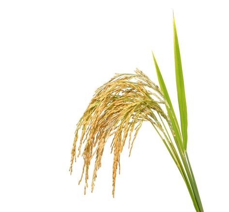 Rice Png, Rice Plant, Comic Reference, Rice Paddy, Burger Menu, Dry Rice, Food Projects, Rice Grain, Jasmine Rice