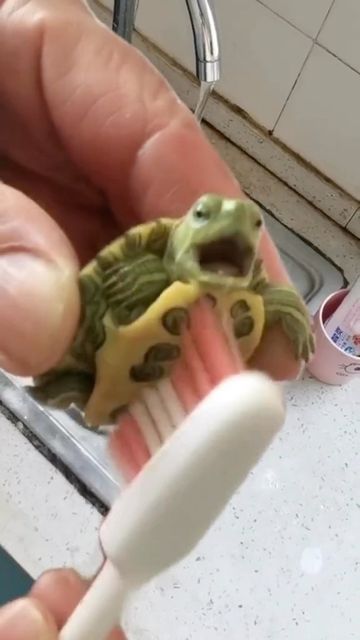 Cute Turtle, Fresh Fish, Tag A Friend, Snakes, Reptiles, Turtles, Fish