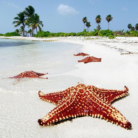 Starfish Point | by division by zero Grand Cayman Island, Cayman Island, Grand Cayman, Caribbean Cruise, Island Travel, Vacation Places, Island Beach, Beach Travel, Caribbean Islands