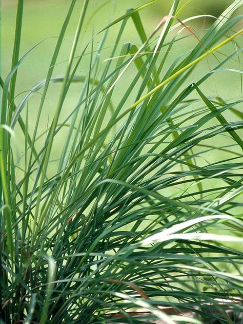 Add some lemongrass into your landscaping plans or garden bed to bring in some tropical style. This lovely herb not only looks pretty, but also bring a welcome fragrance. It is a low maintenance plant that grows up to 8 feet tall. Herbal Monographs, Lemongrass Plant, Perennial Grasses, Fragrant Garden, Have Inspiration, Ponds Backyard, Organic Seeds, Edible Plants, Growing Indoors