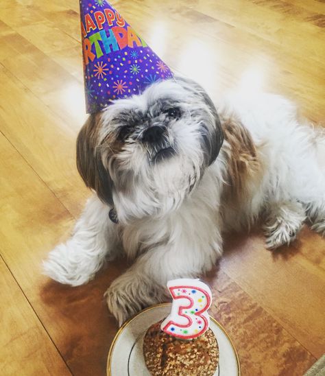 Shih Tzu Birthday!!! Shih Tzu Birthday, Celebrating Birthday, Melting Moments, Dogs Grooming, Dog Birthday Party, Happy Tails, Party Fun, Heart Melting, Dog Birthday