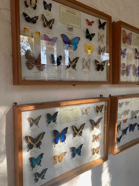 Bug Collector Aesthetic, Butterfly Painting Aesthetic, Insect Pinning, Entomology Decor, Thrifting Manifestation, Bug Taxidermy, Photography Butterfly, Butterfly Exhibit, Taxidermy Decor