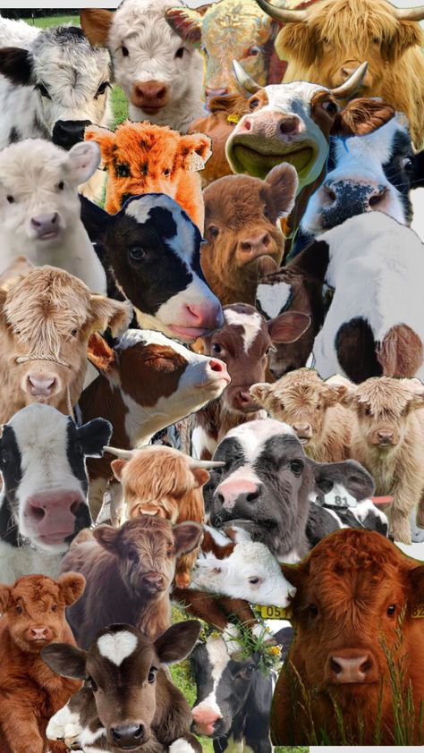 #nature #vibes #cows #cowsforlife #cowsarethebestttt Cow Collage, Pet Cows, Cow Wallpaper, Mini Cows, Baby Farm Animals, Nature Vibes, Fluffy Cows, Cow Pictures