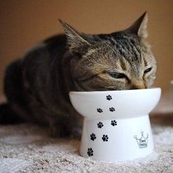 Cat Food Dish, Cat Water Bowl, Cat Dishes, Cat Food Bowl, Cat Feeder, Young Animal, Pet Feeder, Cat Feeding, Food Bowl