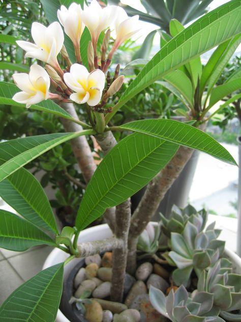 Plumeria Care, Jade Plant Care, Plumeria Tree, Flower Pot Design, Plumeria Flowers, Coastal Gardens, Jade Plants, Cactus Y Suculentas, Propagating Plants