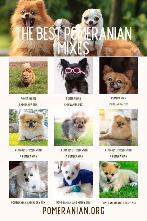 Pomeranian hybrid dogs or Pomeranian mixes are a result of crossing two different breeds. Pomeranian Mix Breeds, Pomeranian Mix Puppies, Pomeranian Chihuahua Mix, French Bulldog Mix, Pomeranian Chihuahua, Pomeranian Dogs, Pomeranian Mix, Pug Mix, Maltese Mix