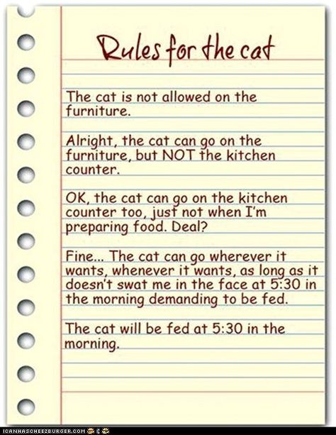 Correction: the cat will be fed at night so that she doesn't wake me up at 5:30 in the morning. :) Square Pictures, Cat Ownership, Cat Quotes, Quotes Images, Cats Meow, Cat Owners, All About Cats, Crazy Cat Lady, My Cat