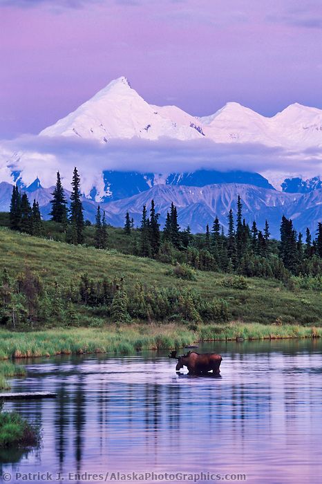 Bull moose, Wonder lake  Bull moose feeds on vegetation in Wonder Lake, Mt Brooks of the Alaska range in the distance, Denali National Park, Alaska Alaskan Malamute Puppies, Mountain Scenes, Nature Places, Denali National Park, Alam Yang Indah, Pretty Places, Landscape Photos, Scuba Diving, Amazing Nature