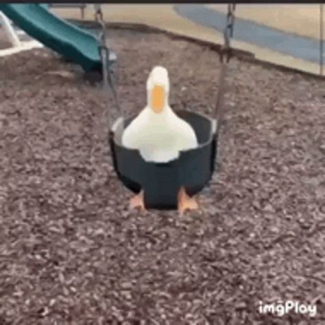 Duck Ducks GIF - Duck Ducks Swing - Discover & Share GIFs A Duck, Ducks, Animals