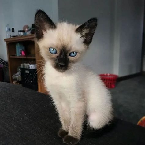 Chocolate Point Siamese, Seal Point Siamese, Genetic Variation, Blue Point, Paw Pads, Coat Patterns, Fat Cats, Siamese Cats, Cat Owners