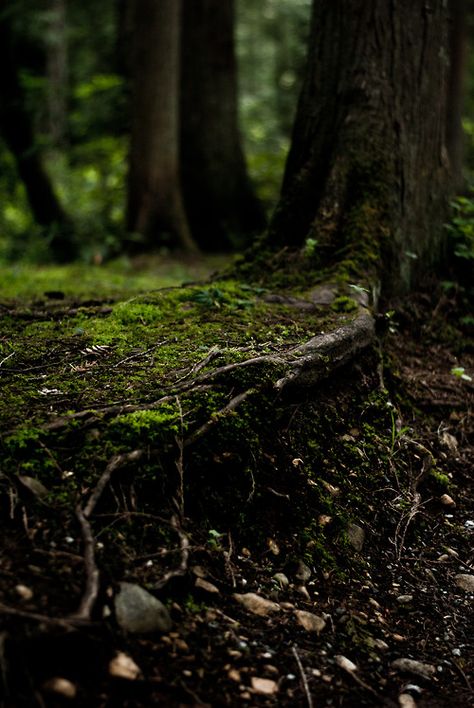 Princesa Rapunzel Disney, Elemento Terra, Shino Aburame, Dark Naturalism, Moody Photography, Forest Path, About Nature, Forest Photography, Forest Floor