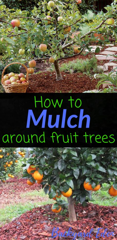 Tips on how to mulch around the fruit trees in your landscape. Tree Garden Design, Trees Backyard, Fruit Trees Backyard, Fruit Tree Garden, Fruit Orchard, Nut Trees, Growing Fruit Trees, Landscaping Trees, Tree Garden