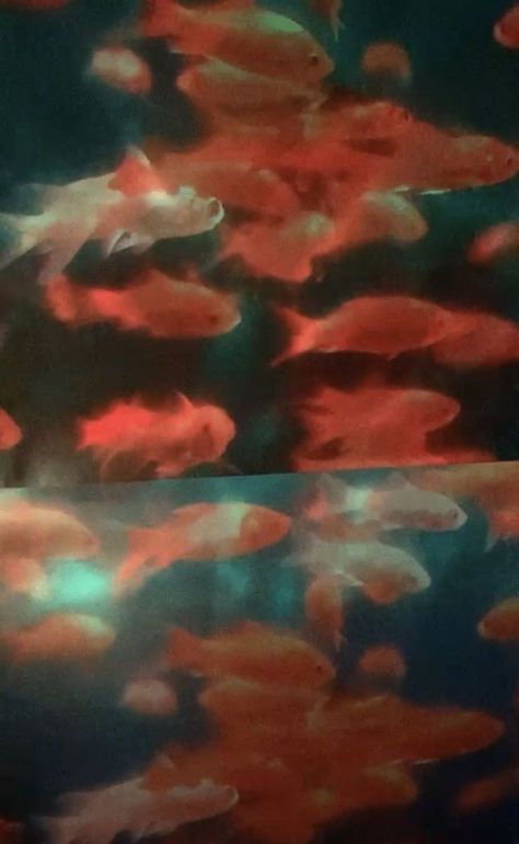 #wallpaper #vibe Goldfish Wallpaper, Fish Background, Color Plan, Fish Wallpaper, Aura Colors, Lukisan Cat Air, Flower Phone Wallpaper, Dark Photography, Pastel Wallpaper