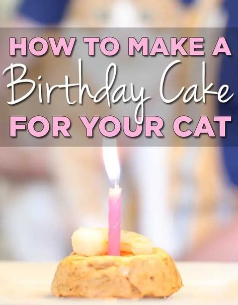 Birthday Cake For Cat, Homemade Cat Food, Serval Cats, Cat Ideas, Homemade Cat, A Birthday Cake, Cat Treat Recipes, Cat Cake, Party Animals