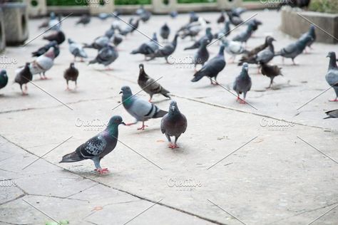 Flock Of Pigeons, Pigeon Pictures, Big Bird, Ideas Creative, On The Ground, Equatorial Guinea, Inspiration Ideas, Papua New Guinea, Pigeon