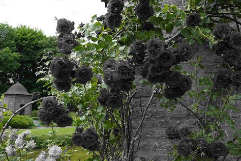 Black Roses Real Black Roses, Black Rose Flower, Goth Garden, Harry Styles Poster, Gothic Garden, Rose Seeds, Black Garden, Rose Images, Black Roses