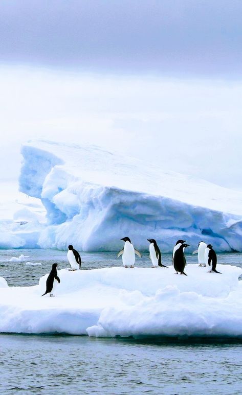 Arctic Penguins, Antarctic Animals, Alaska Winter, Penguin Pictures, Arctic Landscape, Wallpapers Desktop, Winter Watercolor, Iphone Wallpaper Hd Nature, Dream Vacations Destinations