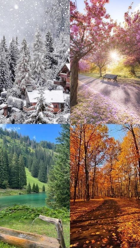 Spring Weather Pictures, 4 Seasons Photography, Four Seasons Aesthetic Art, All The Seasons In One Picture, All Four Seasons In One Picture, Summer Winter Autumn Spring Four Seasons, Spring Summer Autumn Winter Art, Orchestra Decorations, 4 Seasons Aesthetic