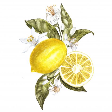 Limoncello Bar, Lemons And Flowers, Tree With Leaves, Watercolor Flower Illustration, Watercolor Lemon, Lemon Flowers, Lemon Art, Illustration Botanique, Lemon Tree