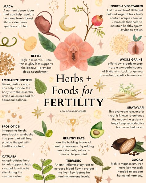 Herbs For Fertility, Womb Healing, Magia Das Ervas, Medical Herbs, Fertility Health, Improve Fertility, Magic Herbs, Feminine Health, Natural Healing Remedies