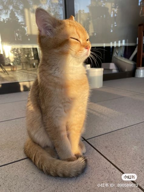 Pictures Of Cute Dogs, Silly Cats Pictures, Cute Cats Photos, Silly Animals, Cat Aesthetic, Cute Animal Photos, Funny Cute Cats, Cute Cats And Dogs, Orange Cat