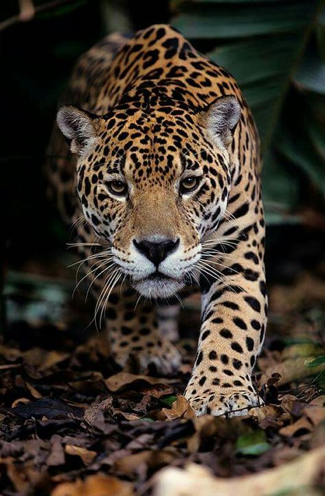 Jaguar Animal, Regnul Animal, Cheetahs, Large Cats, Weird Animals, Leopards, Animal Wallpaper, Animal Planet, Animal Photo