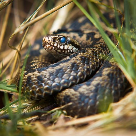 Snake in the Grass Snakes In The Grass, Snake In The Grass, Steve Miller, Reference Pictures, Forest Floor, Concept Art Drawing, Summer 24, The Grass